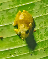 Craugastor fitzingeri