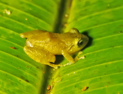 Craugastor fitzingeri