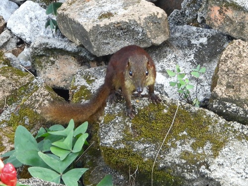 Sumatran Treeshrew