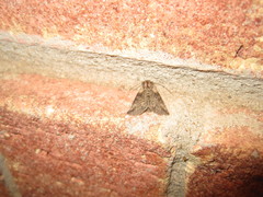 Abrostola microvalis