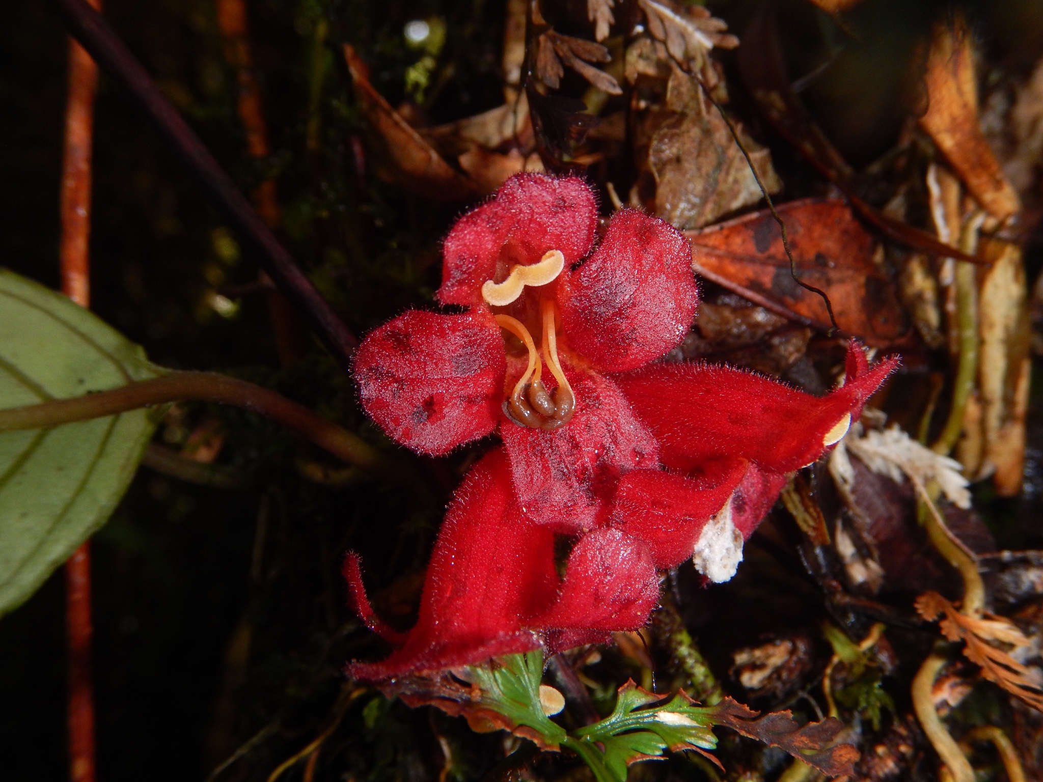Agalmyla tamrauana