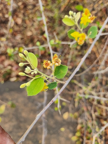 Grewia orbiculata, 2026-02-28