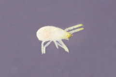 Labidostommatidae