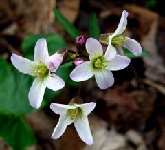 Cardamine angustata