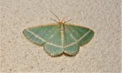 Mixocera latilineata