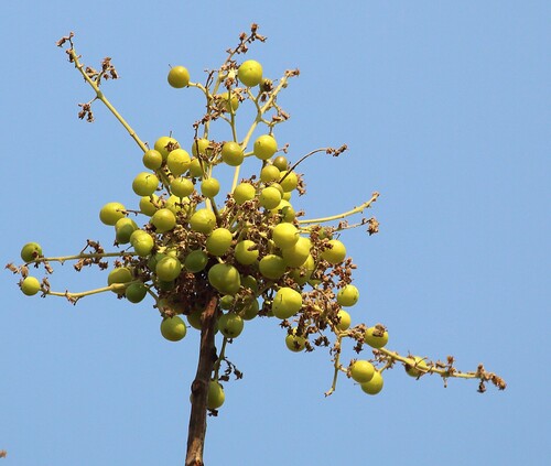 Garuga pinnata observed 2026-03-19