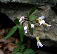 Cardamine angustata