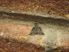 Abrostola microvalis