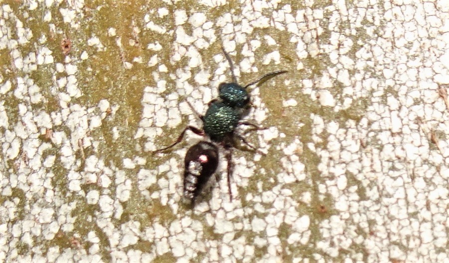 Ephutomorpha aeneiventris
