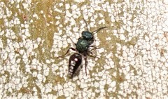 Ephutomorpha aeneiventris