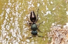 Ephutomorpha aeneiventris