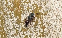 Ephutomorpha aeneiventris