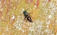 Ephutomorpha aeneiventris