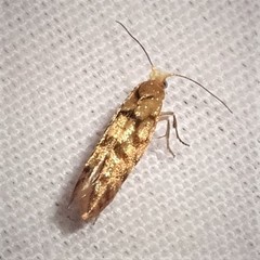 Argyresthia alternatella
