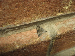 Abrostola microvalis