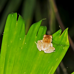 Craugastor fitzingeri