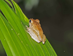 Craugastor fitzingeri