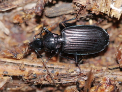 Platynini