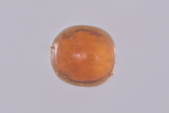 Uropodina