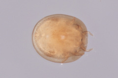 Uropodina