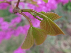 Cercis chinensis