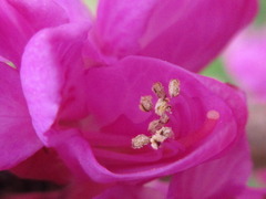 Cercis chinensis