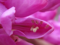 Cercis chinensis