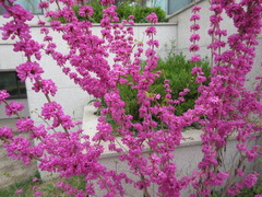 Cercis chinensis
