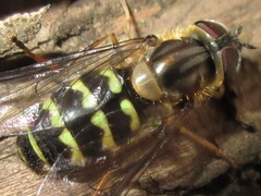 Dasysyrphus bilineatus