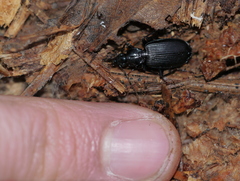 Platynini