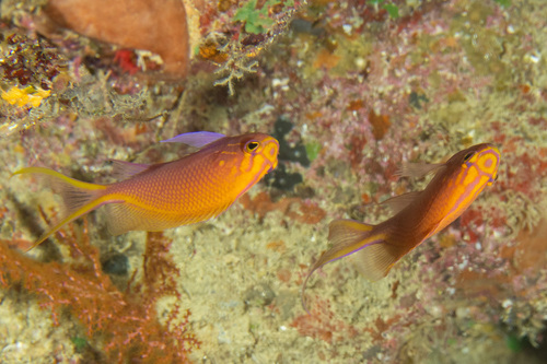 Serranocirrhitus latus observed 2026-03-01