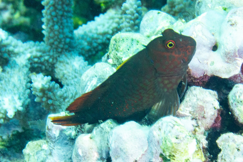 Red-streaked blenny (Cirripectes stigmaticus) — Blenniidae — 2