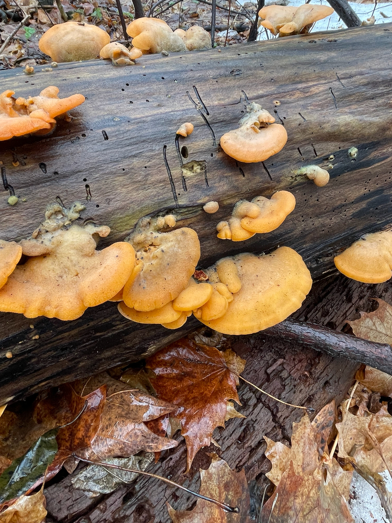 Phyllotopsis nidulans · March 2026 · photo: © jackbattle6 (iNaturalist, cc-by)