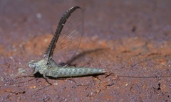 Callibaetis floridanus