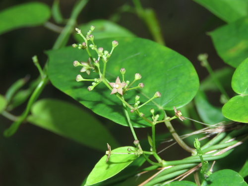 Vincetoxicum flexuosum observed 2026-03-21