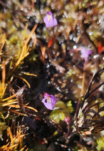 Utricularia dichotoma, photograph 6