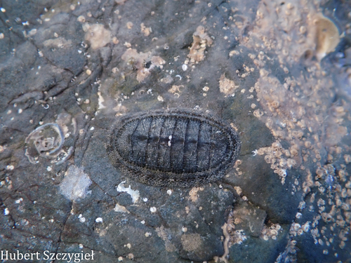 Chiton stokesii