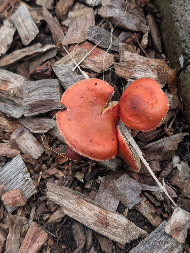 Leratiomyces ceres · March 2026 · photo: © rosiekstein (iNaturalist, cc-by)