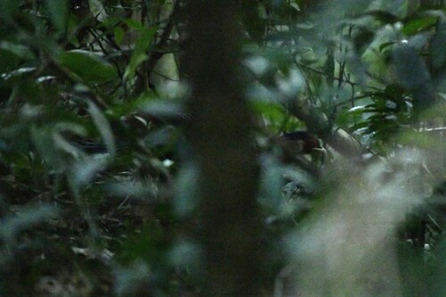 Silver Pheasant (Lophura nycthemera), photo 5