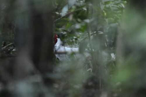 Silver Pheasant (Lophura nycthemera), photo 4