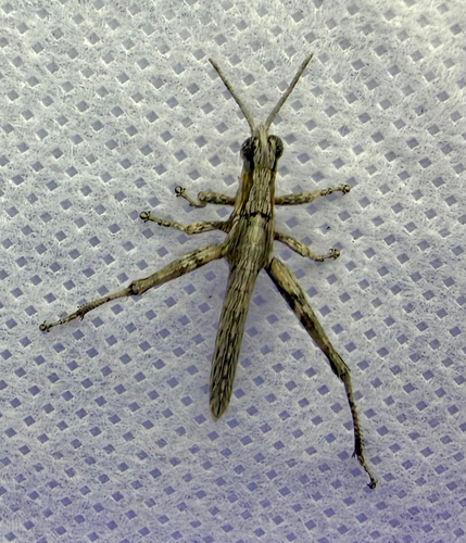 Clematodes larreae