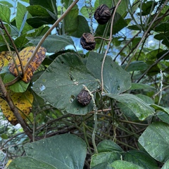 Stictocardia tiliifolia, photograph (c) Gabriel, some rights reserved (CC BY)