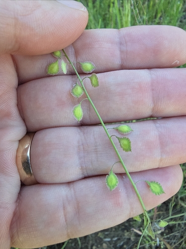 Thysanocarpus laciniatus, 2026-03-20
