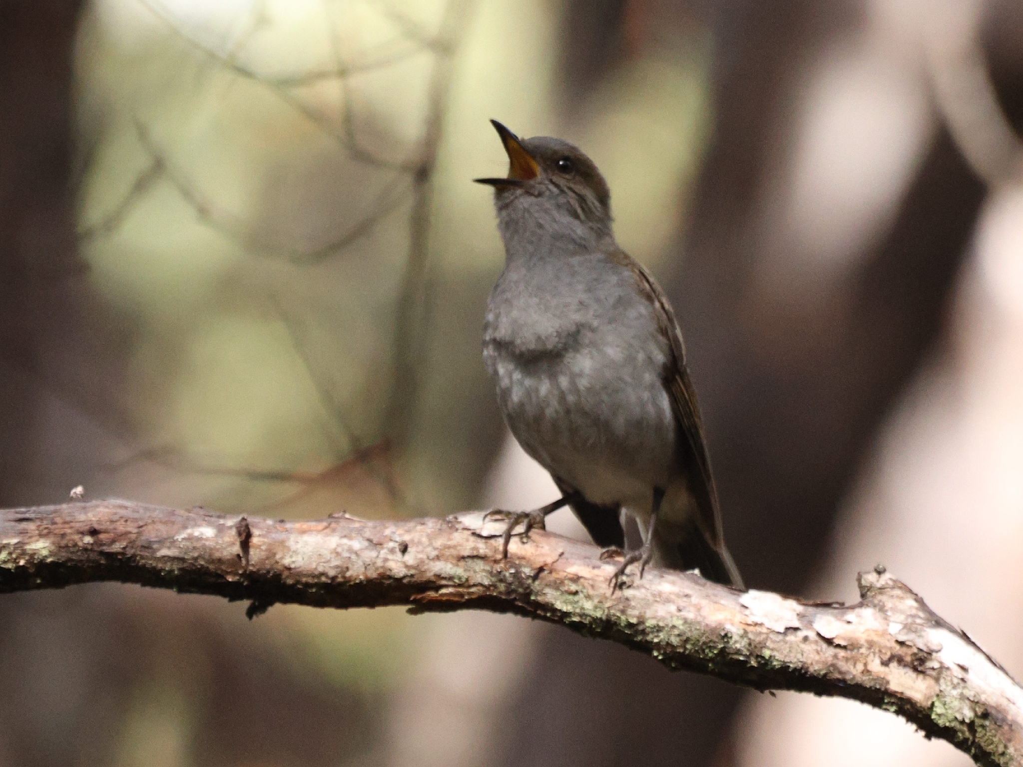 Omao (Myadestes obscurus), photo 2