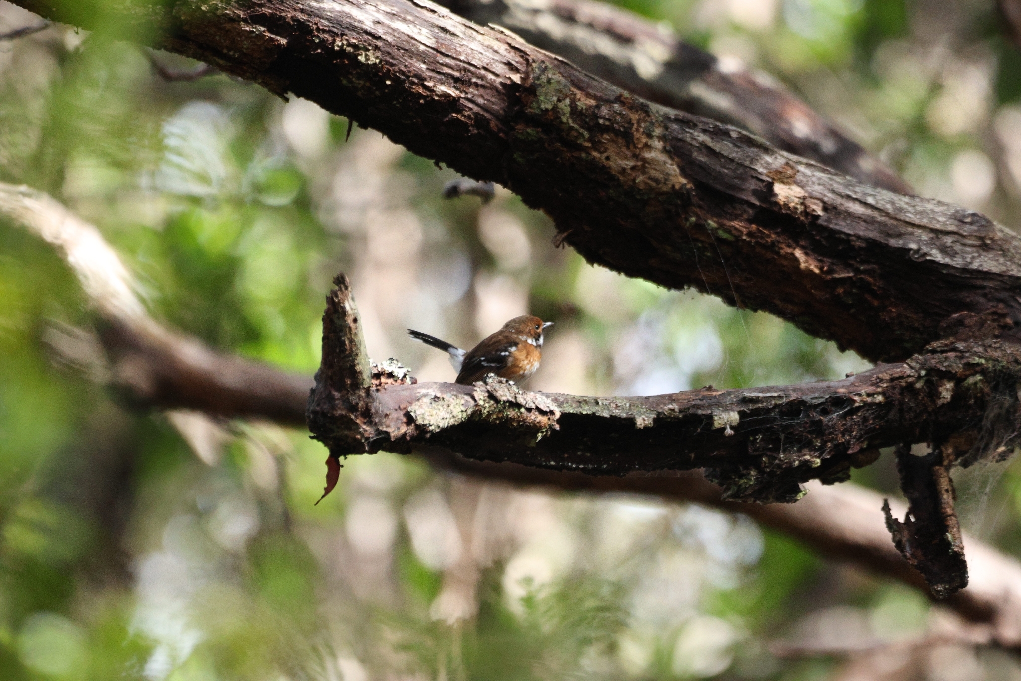 Hawaii Elepaio (Chasiempis sandwichensis), photo 9