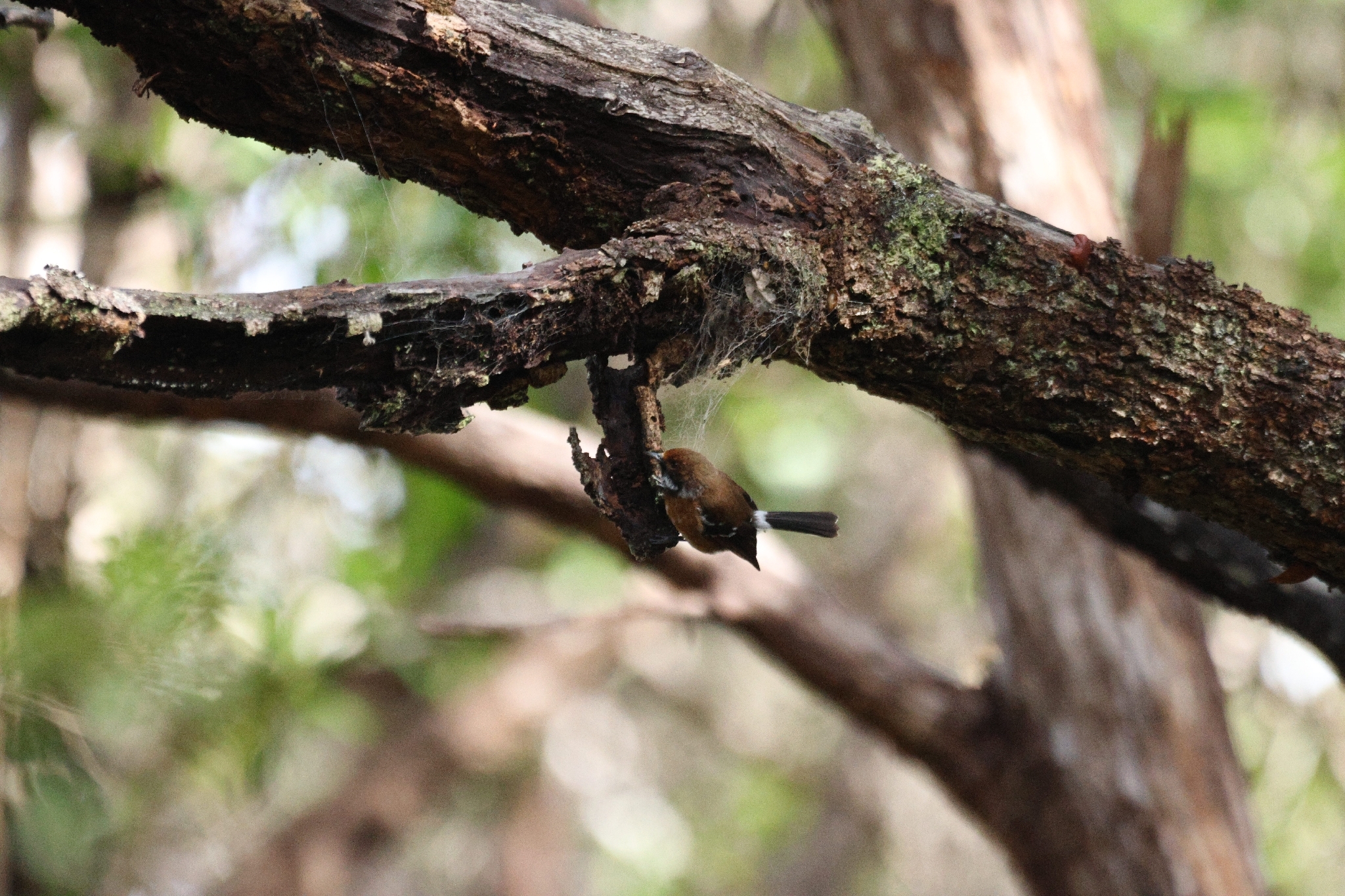 Hawaii Elepaio (Chasiempis sandwichensis), photo 10