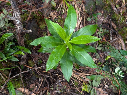 naio (Myoporum sandwicense)