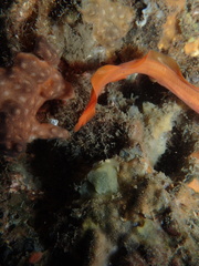 Dipulus caecus