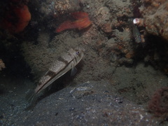 Dipulus caecus