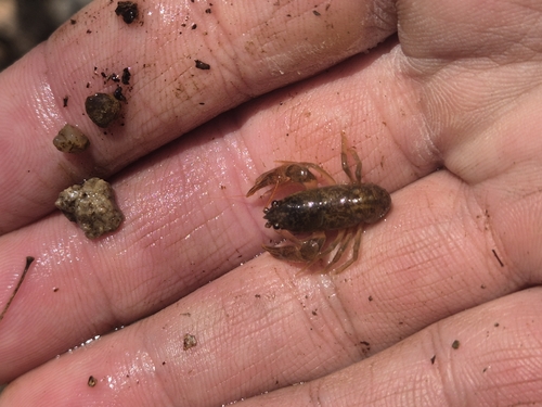 Korean Crayfish